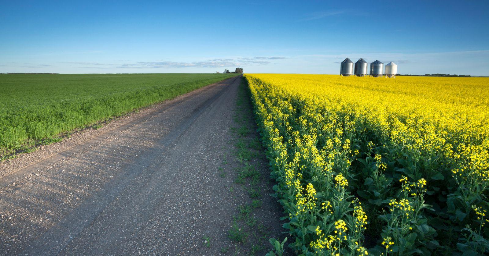 summer field with steel grain bins 